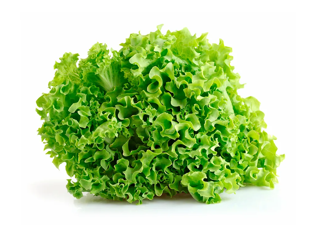 🥬 Lechuga planta